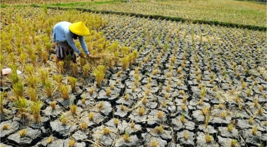 Potensi Tingginya Gagal Panen Produk Pertanian Akibat Kemarau Panjang